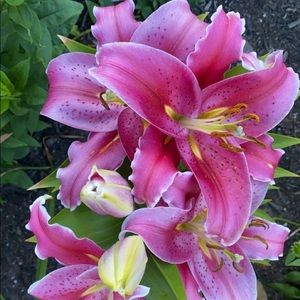 Meet your Posher, Sophie